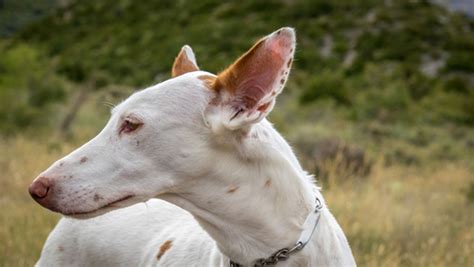 venta de podencos ibicencos en valencia|Podenco Ibicenco (Ibizan Hound)